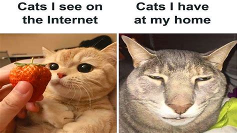 Cat Memes Created By People Clearly Living With One Animal Diaries