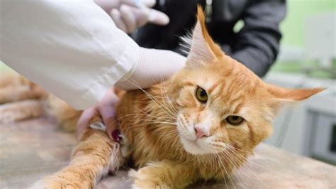 Lymphoma In Cats Feline Health Matters
