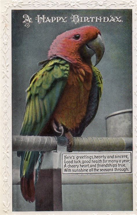 Vintage Birthday Greeting Postcard Parrot Bird Birthday Greetings