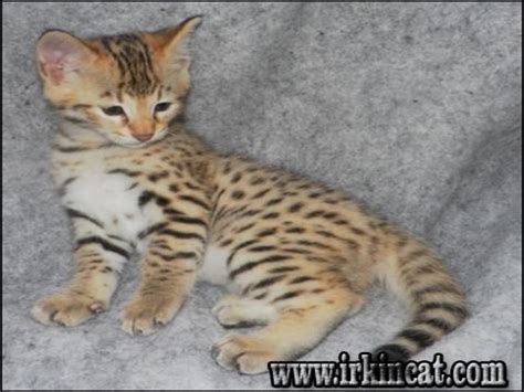 Kittens are 11 weeks old. Choosing Savannah Kittens For Sale Cheap | irkincat.com