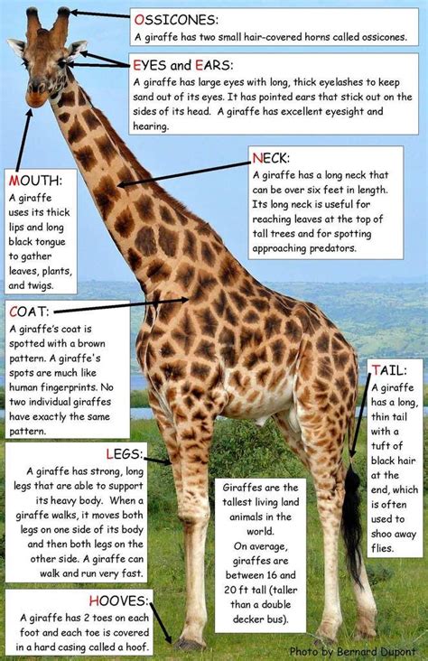 My kids just wrapped up their unit on animals and they could not even get over finding all the facts they could about each one we studied. Ivy Kids Kit of the Month | Ivy Kids | Giraffes cant dance, Giraffe facts for kids, Fun facts ...