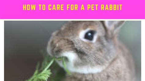 How To Care For A Pet Rabbit Youtube