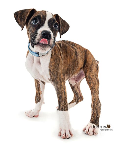 10 weeks old boxer puppies ready for adoption vet checked akc registered shots up to date. Boxer dog for Adoption in Los Angeles, CA. ADN-392137 on ...