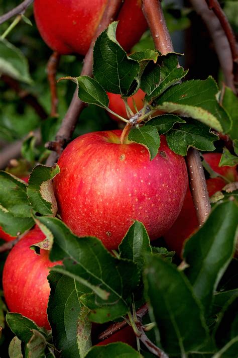 Enjoying The Apple Harvest 100 Apple Recipes The Prairie Homestead