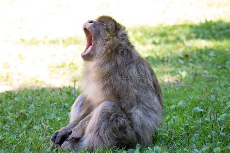 Yawning Monkey Stock Photo Image Of Furry Primate Drowsy 1900192