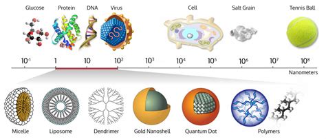 Size Comparison Bio Nanoparticles Nanometer Scale Comparison