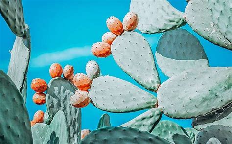 Prickly Pear Cactus Kreta Inside