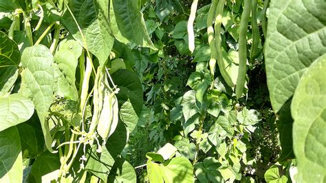 We did not find results for: Bohnen im Garten 2019 - Interkultureller Garten Ulm