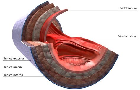 What Is A Vein Definition Types And Illustration