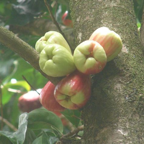 Polynesian Produce Stand 5 Red Mountain Apple Fruit Tree Syzygium