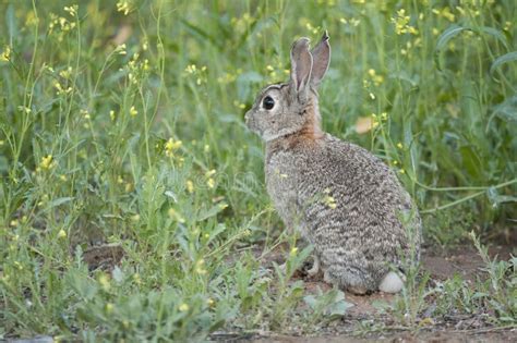 Rabbit Portrait In The Natural Habitat European Rabbit Oryctolagus
