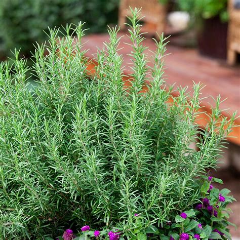 Rosemary Plant Vivian Lawry