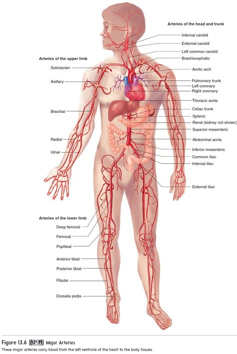 Blood vessels are found throughout the body. Blood Vessels of the Systemic Circulation: Arteries