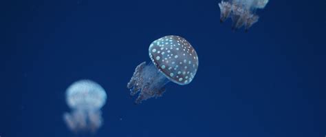 Download Wallpaper 2560x1080 Jellyfish Underwater World Spots Dual
