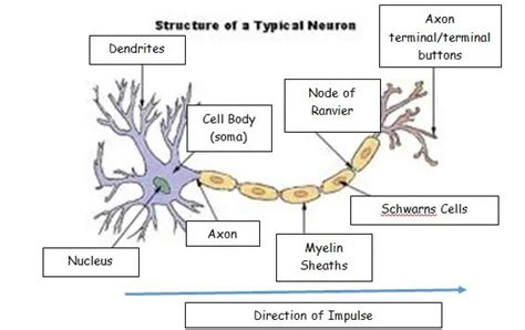 The Structure And Function Of Sensory Relay And Motor Neurons