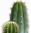 Download Cactus Png Image HQ PNG Image | FreePNGImg
