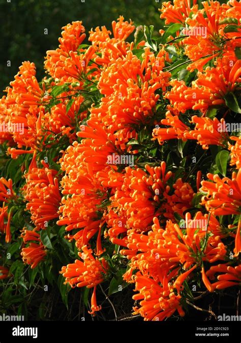 Closeup Of A Flame Vine Or Orange Trumpet Vine Plant Clusters Stock