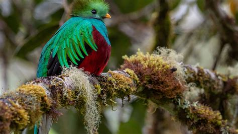 Resplendent Quetzal National Bird Of Guatemala Az Animals
