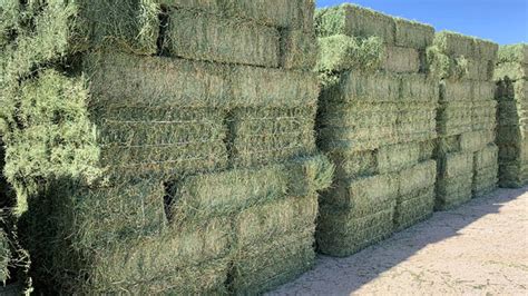 Why Arizona Alfalfa Hay Is Best For Delivery — Conway Feed And Supply