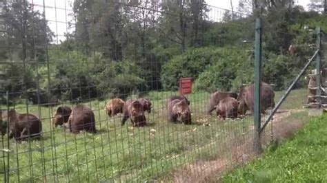Libearty Bear Sanctuary Zarnesti Romania Youtube