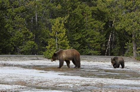 Bear Trapping And Monitoring Coming To Yellowstone National Park