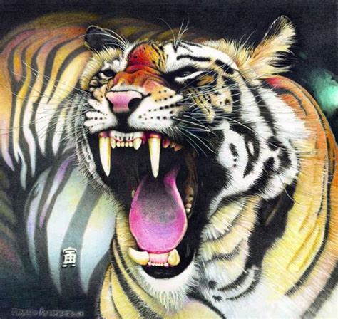 Tigre De Bengala Dibujo Imagui