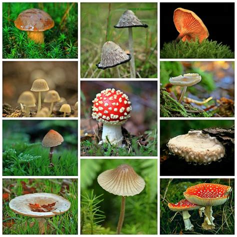 How To Identify Mushrooms Mushroom Huntress