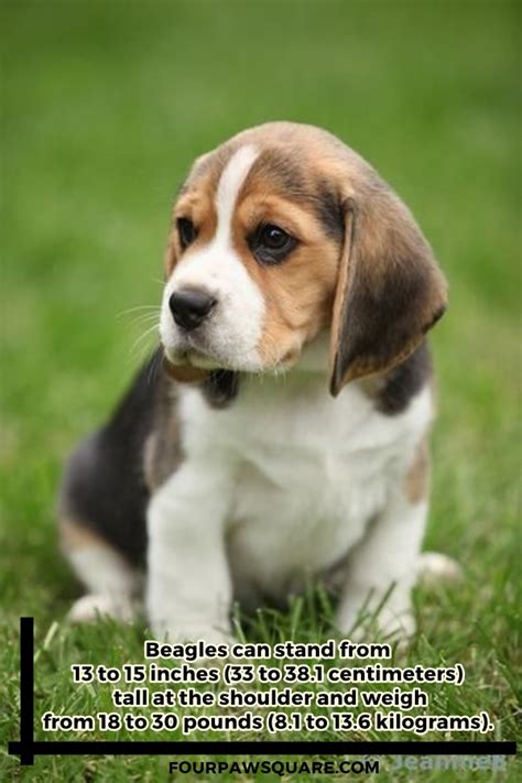 Beagle Dog Breeds Information And Facts With Pictures