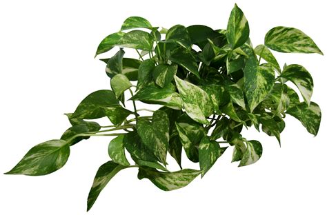 Plant Png Images Transparent Background Png Play