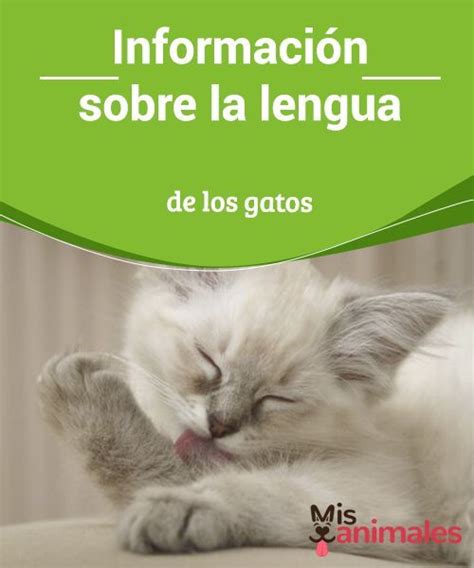 Información sobre la lengua de los gatos Mis Animales Gatos Perro gato Animales
