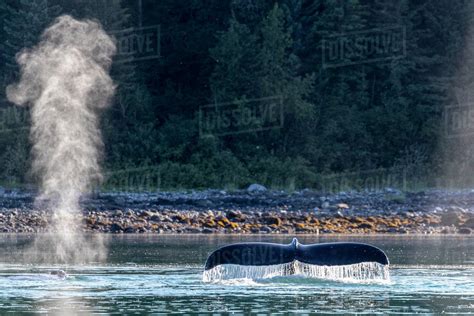 Adult Humpback Whale Megaptera Novaeangliae Flukes Up Dive In Glacier Bay National Park