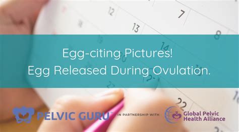 Egg Citing Pictures Egg Released During Ovulation Pelvic Guru Egg