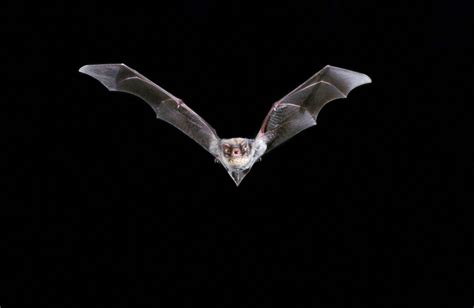 Scientists Unlock Secret Of Rabies Transmission In Bats All Images