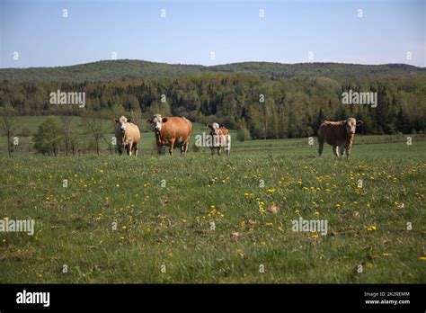 Green Field Cows Hi Res Stock Photography And Images Alamy