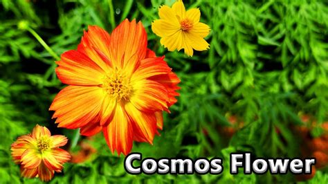How To Grow Cosmos From Seeds To 100 Success Care Maintenance