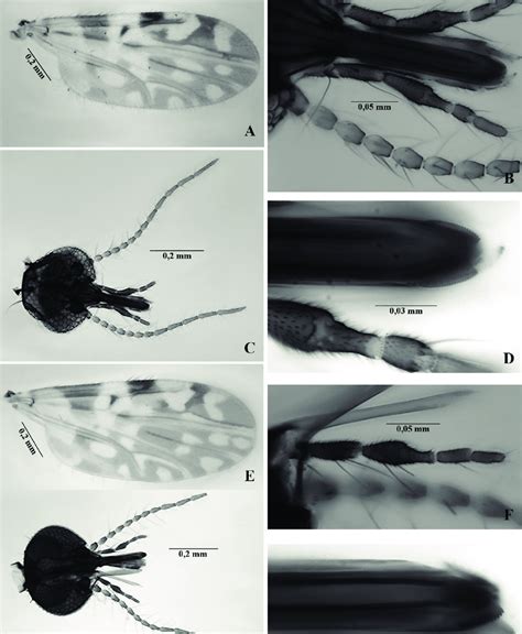 A D Culicoides Insignis Female E H C Plaumanni Female Ae