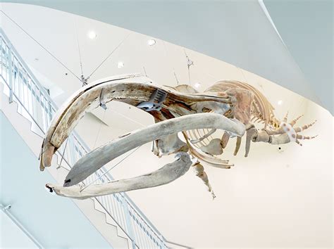Bowhead Whale Skeleton Surfaces At The Museum Of The North The Delta