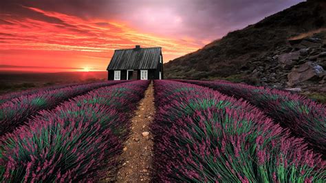 Sunset Over House In Lavender Field