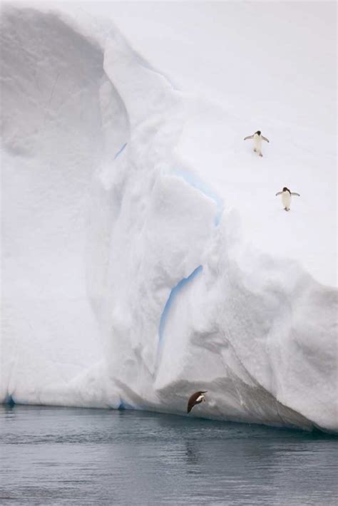 Somerset House Images Antarctica Adelie Penguin Diving Off An Iceberg