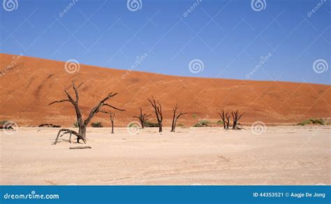 Dead Vlei Trees In Namib Desert Stock Image Image Of Dead White