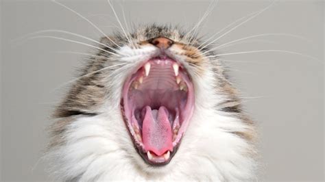 Ultimate Compilation Of Yawning Cats Youtube