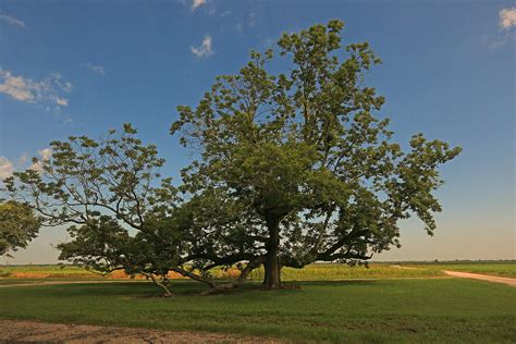 Louisiana Live Oak Tree Photograph By Ronald Olivier Fine Art America