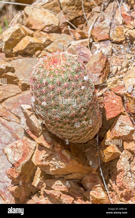 Arizona Rainbow Cactus Echinocereus Rigidissimus Santa Rita Mountains