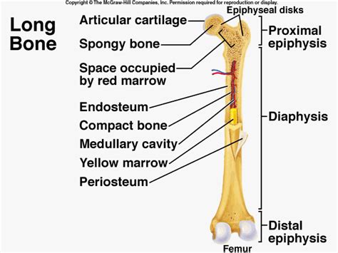Label the regions of a long bone. Skeletal system - Sean Overstreet Davidson
