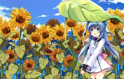 Wallpaper Field Sunflowers Anime Art Girl Images For
