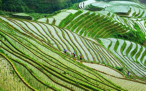 Wallpaper Guangxi Longsheng Terrace Rice Fields People China
