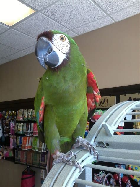 Where To Donate A Macaw
