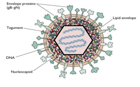 The herpes simplex virus impacts a significant portion of the worldwide population. group_2_presentation_3_-_herpes_simplex_virus - Wiki