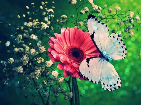 Cute Butterfly Wallpapers For Mobile Phones Wallpaper Cave