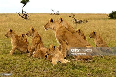 Spotted Lion Cub Photos And Premium High Res Pictures Getty Images